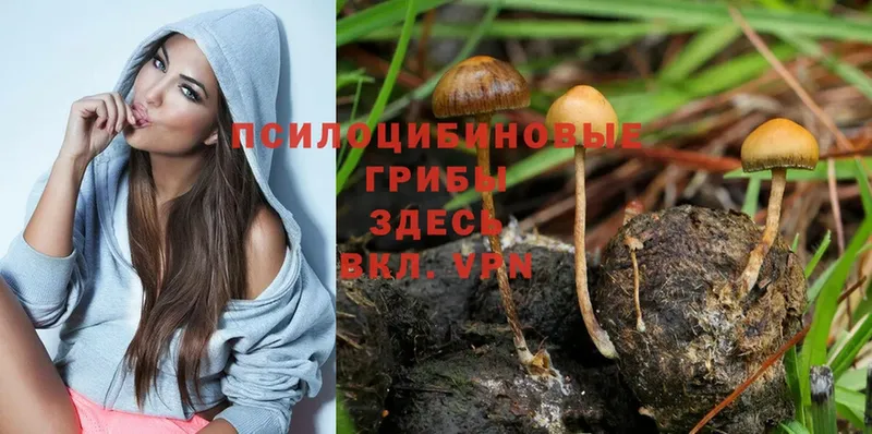 продажа наркотиков  Великий Устюг  Галлюциногенные грибы Magic Shrooms 